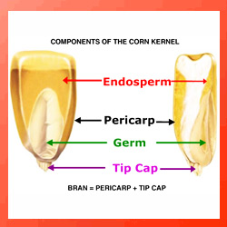 CORN GERM