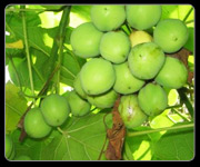 JATROPHA 