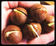 MACADAMIA NUTS