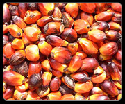 PALM KERNEL